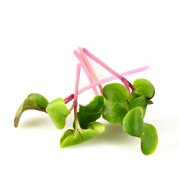 semena redkovky na microgreens